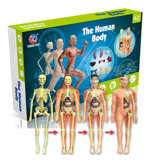 🎁 2023-julförsäljning 🎁  48% OFF - 3d människokroppen torso modell för barn anatomi modell skelett